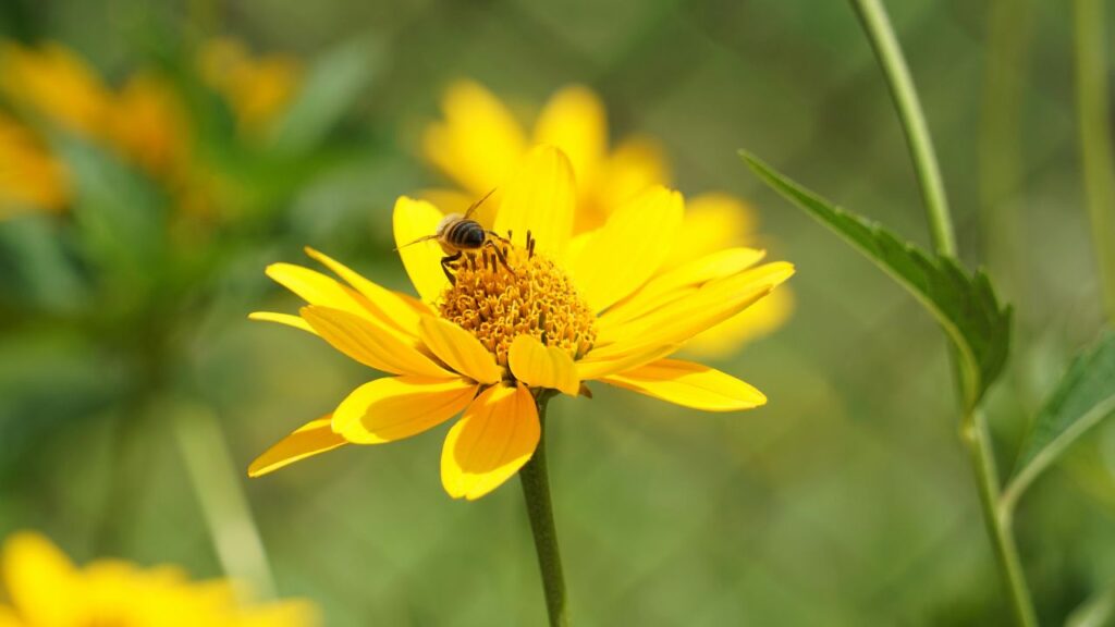Top 10 Plants with Vegetables for a Healthy and Productive Garden